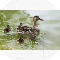 Female Mallard duck with cubs in a lake at Ria Formosa