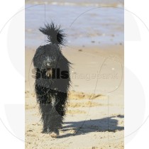 Portuguese Water dog