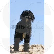Portuguese Water dog