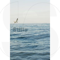 Seagull