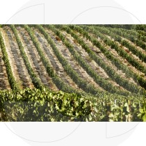 Vineyard