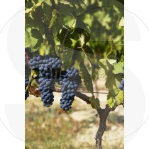 Vine with grapes