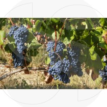 Vine with grapes