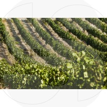 Vineyard