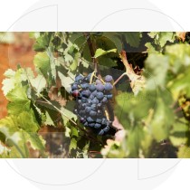 Vine with grapes