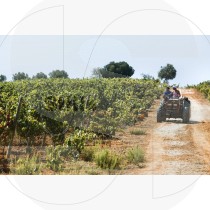 Farmers on tractor in the vineyard (RM)