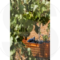 Vine with collected grapes