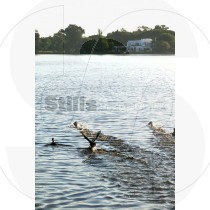 Eurasian coots on the lake