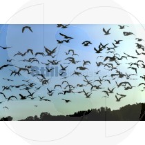 Seagulls