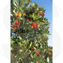 Medronho tree