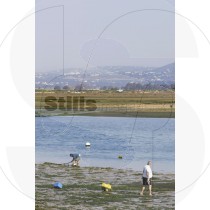 Clam picking