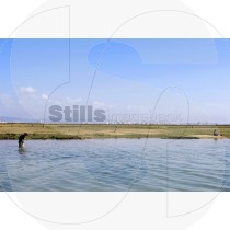 Clam picking (RM)