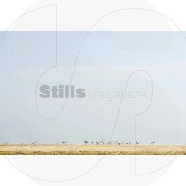 Flamingos
