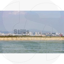 Seagulls in ria formosa
