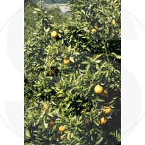 Orange tree