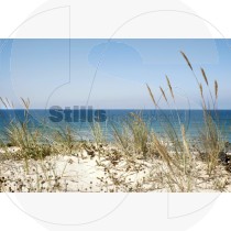 Sand couch plants