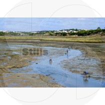 Clam picking