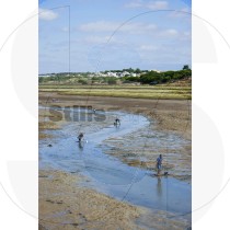 Clam picking (RM)