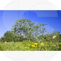 Fig tree