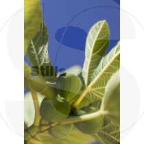 Figs