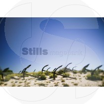 Anchors on the beach