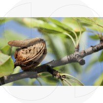 Almond in the tree