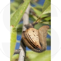 Almond in the tree
