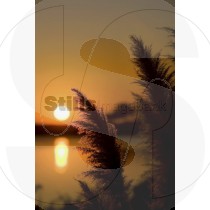 Pampas grass
